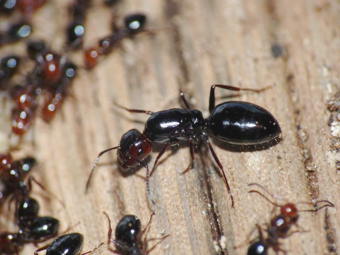 Alate di Camponotus: sicheli o lateralis?